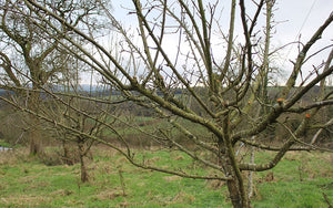 cider orchard apple tree pruning