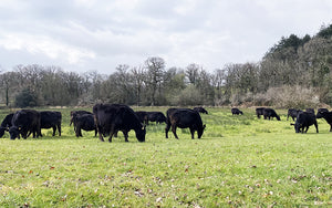 organic grass fed beef from grass fed cattle