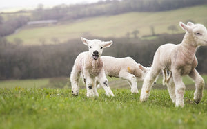 organic grass fed british lamb from eversfield organic