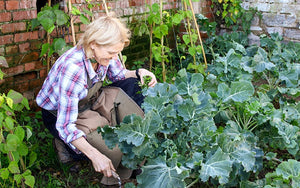 how to grow your own vegetables, organic veg box