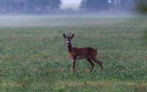 wild venison recipe, when it venison season, venison recipe