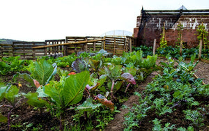 Eversfield Organic Market Garden Devon