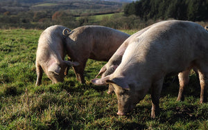 pig cull uk and uk worker shortages: choose organic
