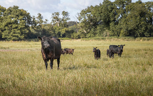 Organic Farming = Happy Livestock