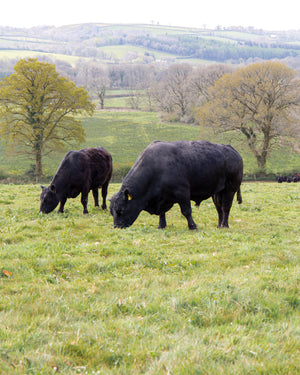 what is grass fed beef