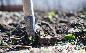 World Soil Day