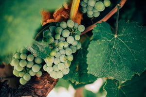 7 Organic Wines And Ways To Pair Them