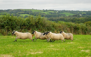organic lamb